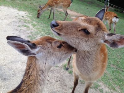 奈良の若草山の鹿